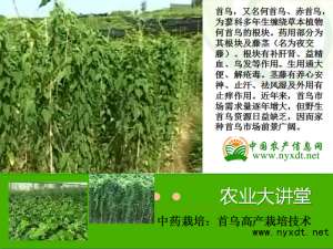 何首乌的种植前景(中药栽培：首乌高产栽培技术)