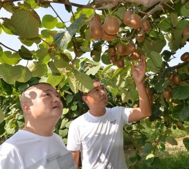 无公害猕猴桃种植技术，你需要知道这些，种植就很简单!