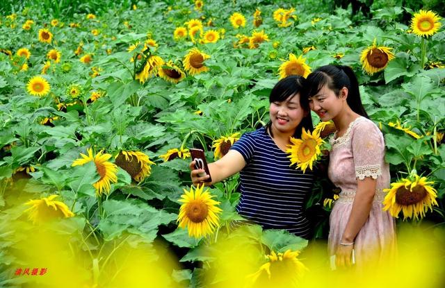 四大油料作物：油葵，出油率高、种植简单，轻松获得丰产