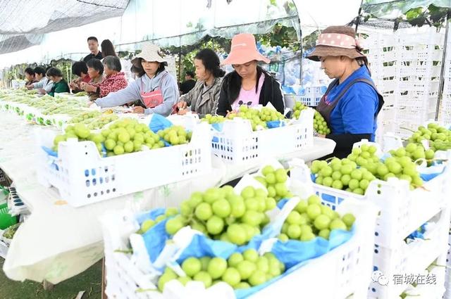 全国示范！这个镇实力上榜