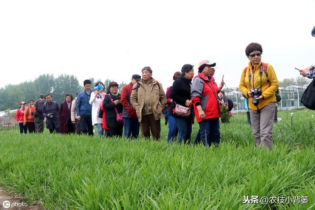 韭菜种植做好这五点，苗株根系发达、叶片肥大，产量品质有保证