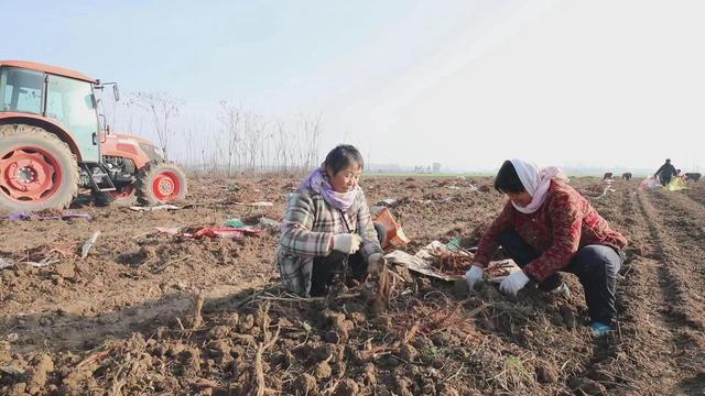 柘城起台镇：百亩丹参喜丰收