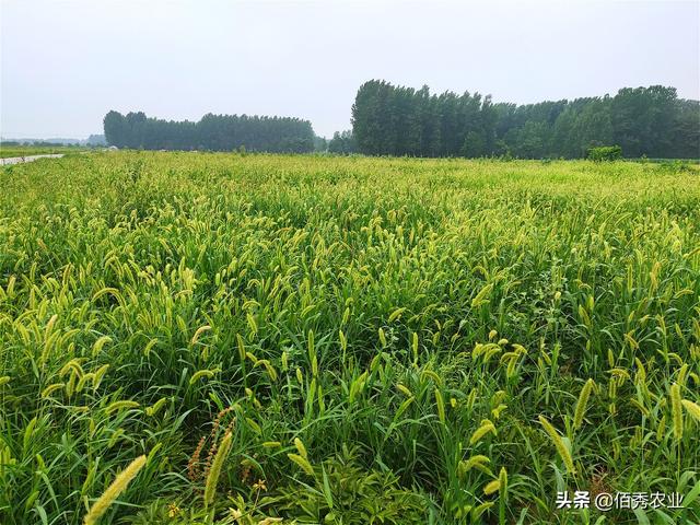 我是一名种植大户，中药材种植陷入两难境地，该坚持还是退出？