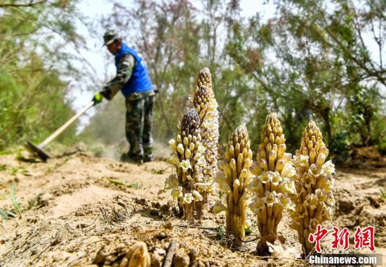 新疆和田：管花肉苁蓉种植助农增收