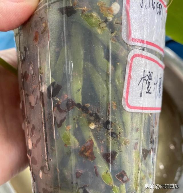 养蝴蝶兰，用水苔种，还是用松树皮？水苔配透明盆，最实用