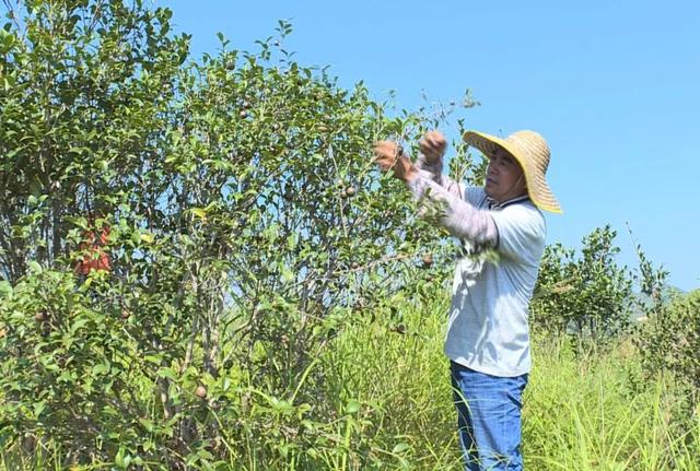 刘成白手起家种植油茶果，年收入破五千万元，带领村民共同创收