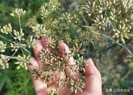 茴香种植时间及需要掌握地技术要点