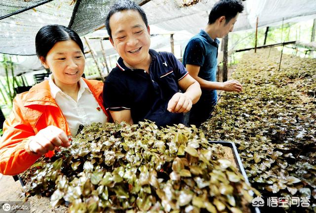 农村的金线兰为什么能卖2~3万一斤？到底能不能人工种植呢？