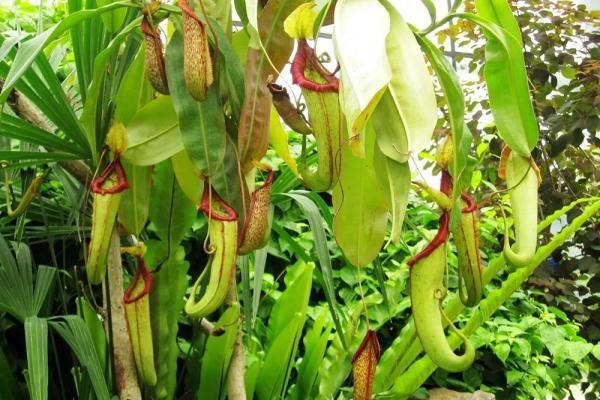 “驱蚊植物”真能赶跑蚊子？植物园专家这么说