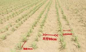 种植密度公式(确定提高玉米产量和氮素转运效率的最佳覆盖、种植密度和氮肥施用)