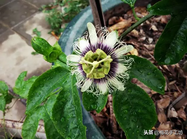 阳台盆栽百香果，怎么样才能年年挂果，好看又好吃？