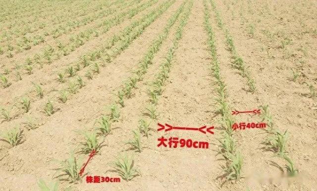 确定提高玉米产量和氮素转运效率的最佳覆盖、种植密度和氮肥施用