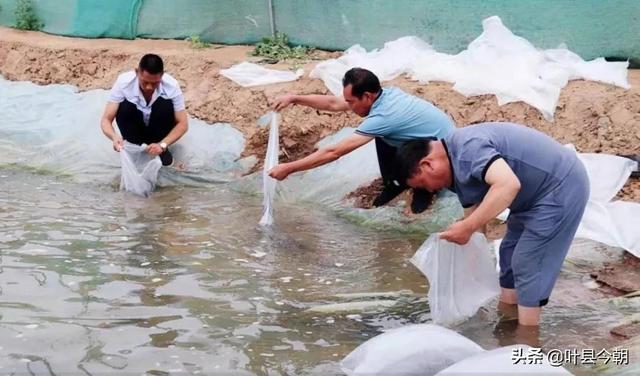 农村养殖新出路，河南叶县徐庄村养殖泥鳅预计年收入15万余元