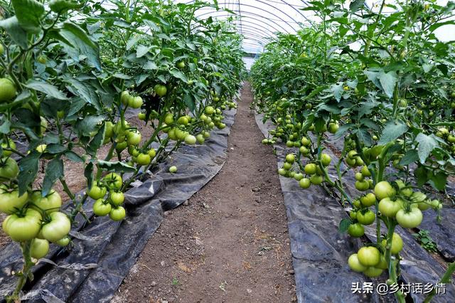 西红柿、豆角高产种植方法来了，老农民用过多年，一看就会