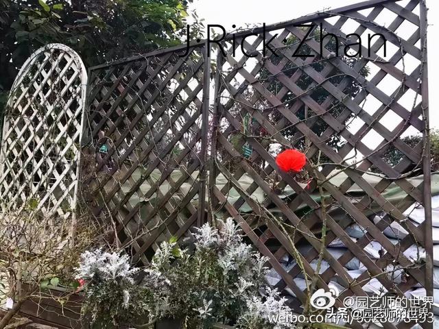 如何打造玫瑰花园 （种植与养护技术分享）