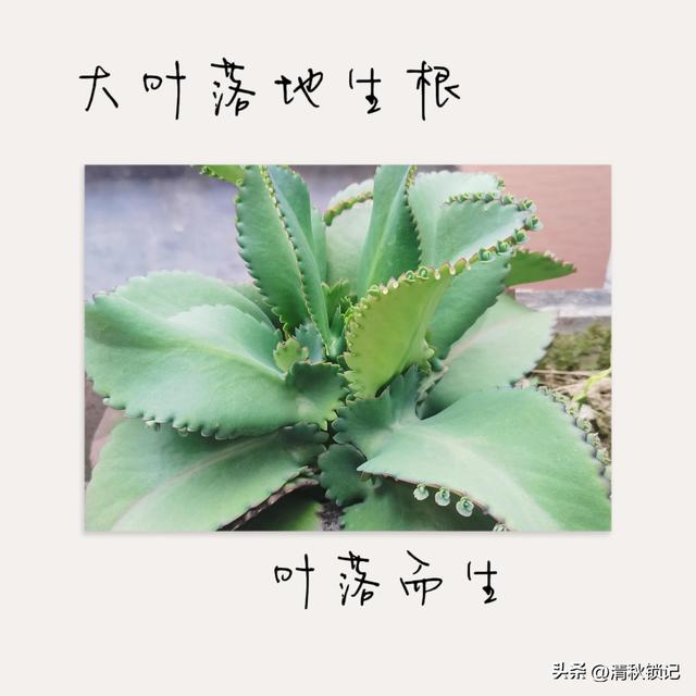 在拔除中感受生命的顽强，在播种中感受生命的鲜活