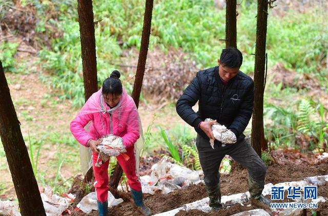 广西鹿寨：林下种“芝”助增收