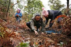 四川天麻种植(毕节七星关区：深山种天麻 破解“致富码”)