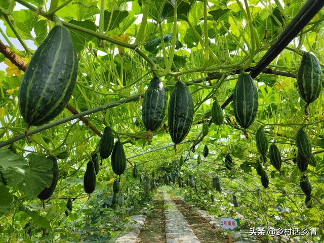 7月开始这几种秋菜准备种植了，正是好时候，错过再等一年