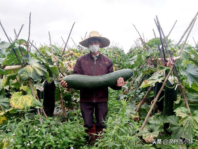 冬瓜的种植要点 这些技巧要知道