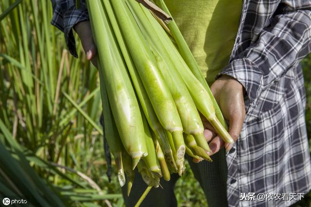 种植茭白想高产，3条易犯错误要避免，5点增产技巧需记牢