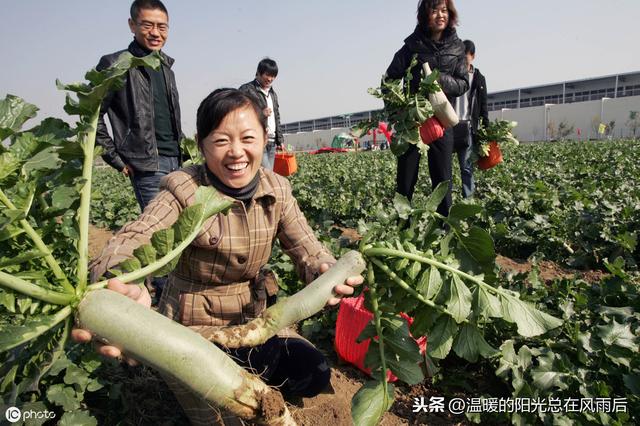 11月种植哪些蔬菜比较合适？该怎么种？