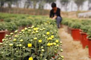 中药菊花种植(菊花种植方法和时间)