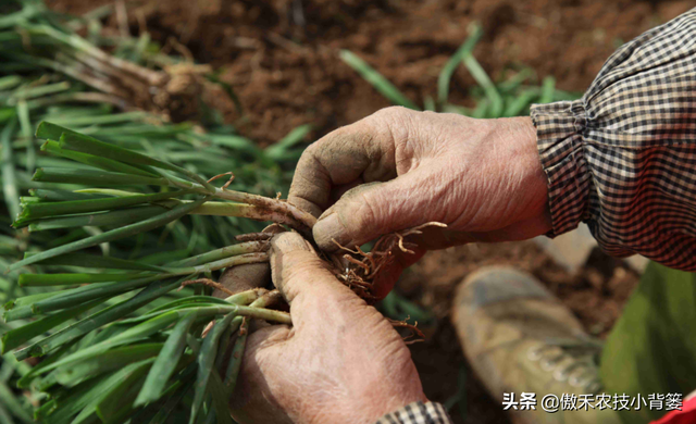 韭菜用种子播种和挖根移栽，哪种种植方法好？二者分别怎么种植？