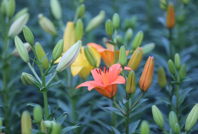 百合花生了一身“小瘤子”，这可是好东西，九月份埋土里就能发芽