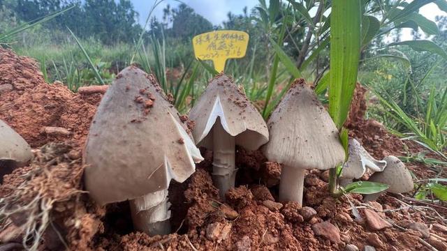 南华县雨露乡仿野生种植鸡枞菌大量出菇