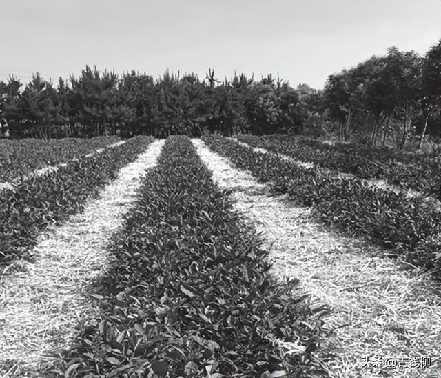 北方成龄茶树露天栽培关键技术