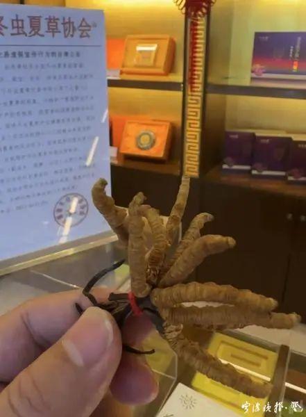 人工种植的冬虫夏草究竟是“仙草”还是“妖草”？