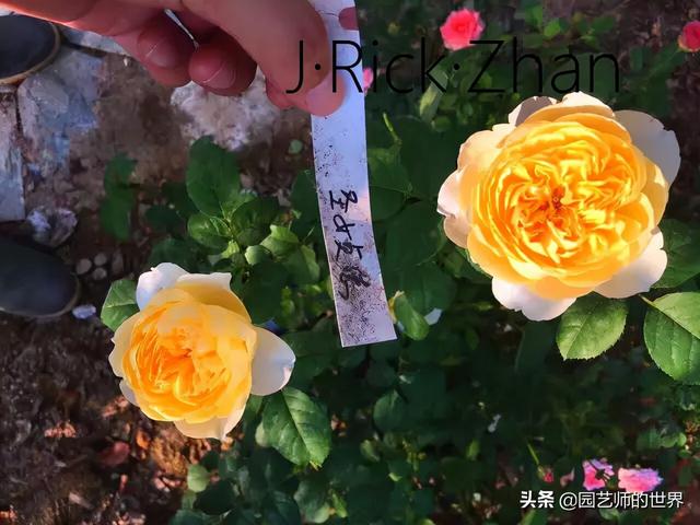 如何打造玫瑰花园 （种植与养护技术分享）