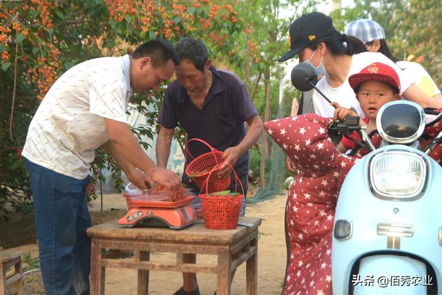 农村青年种植传统樱桃，足不出户就赚钱，外出打工开始成副业