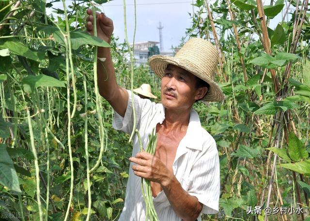 豆角如何种植高产？老农教你6个“杀手锏”，豆角一茬一茬摘不完