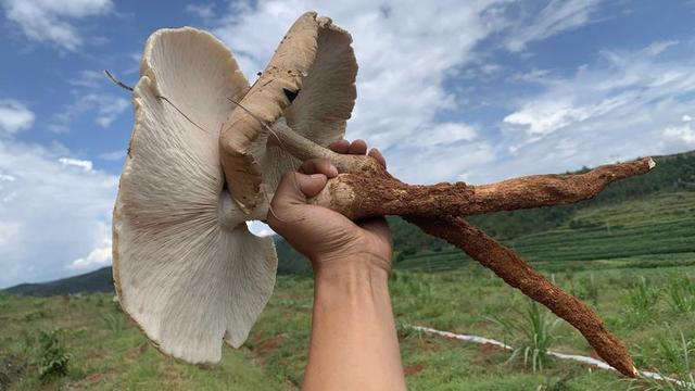 南华县雨露乡仿野生种植鸡枞菌大量出菇