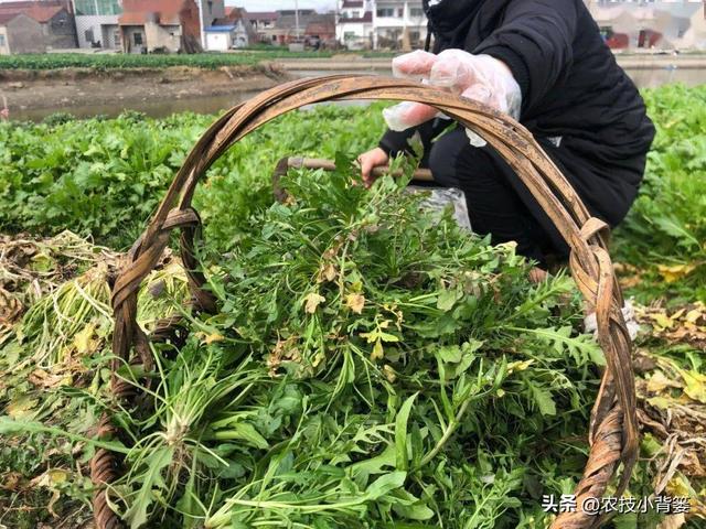 荠菜四季都能种，种植方法很简单！看完这篇文章你也能种出好荠菜