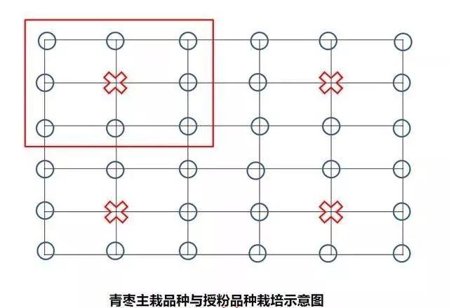 如何种植枣树才能高产呢？掌握以下技术要点，枣农要清楚