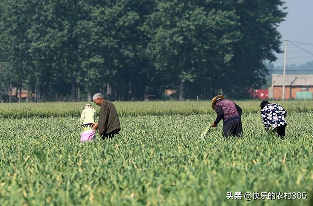 2021年早熟蒜苔鲜蒜上市情况