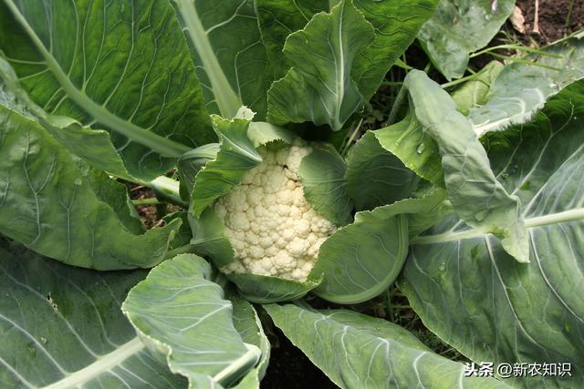 花椰菜春秋季高产栽培技术，谨记这几点，不高产都难