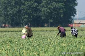 云南蒜苗种植(2021年早熟蒜苔鲜蒜上市情况)