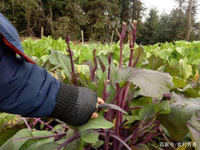 红菜苔的种植技术和管理，美味总是来得不容易