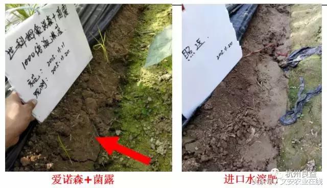 西瓜全程种植技术方案