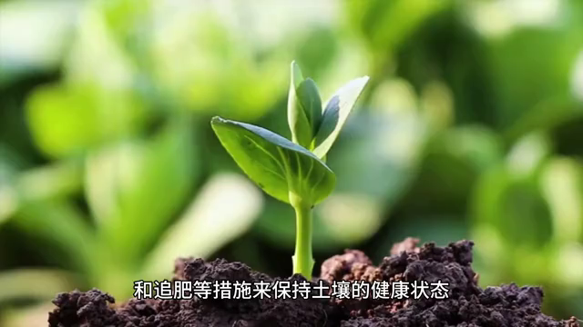 地瓜的种植方法、种植时间、管理技巧，你了解多少？