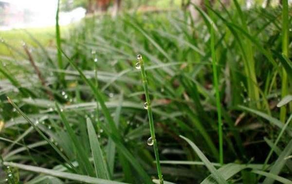 农村一种害草，人称节节草，木贼草，来了解下它的价值