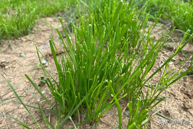 冬季养牛羊可以种什么牧草？这两种南北方都能种，一年收割4~6茬