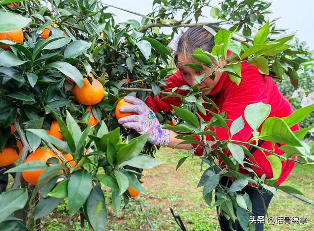 三台：千亩橙园黄澄澄 果农生活甜蜜蜜