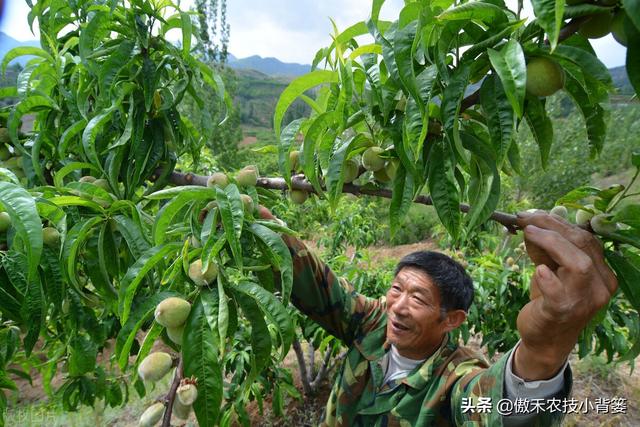 桃树如何疏果、定果、留果能高产？