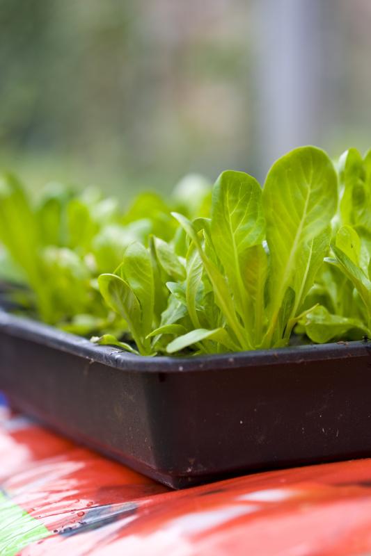 小菜园日记，莴笋的种植时间和种植方法