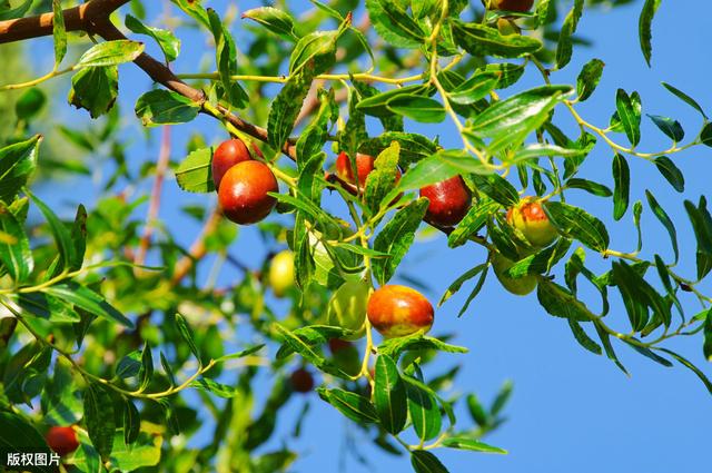 种植枣树采用无公害的栽培技术，可以有效地提高大枣的产量和质量